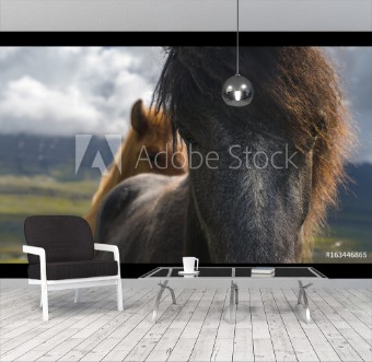 Picture of Icelandic Horse - closeup